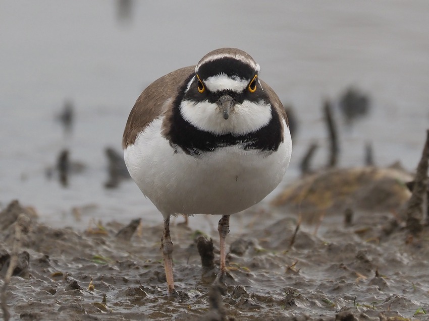 Corriere piccolo (Charadrius dubius)